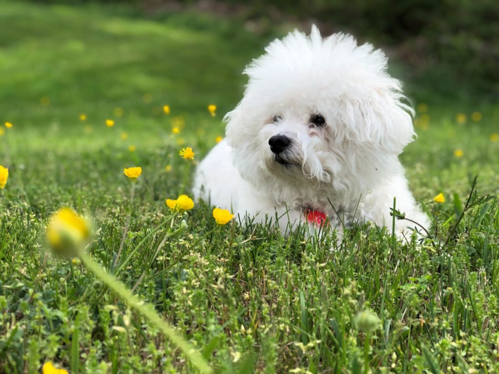 White dog laying in grass