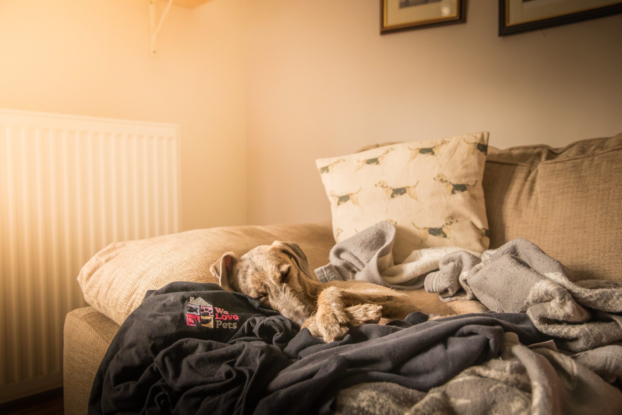 How to stop your dog chewing your home We Love Pets