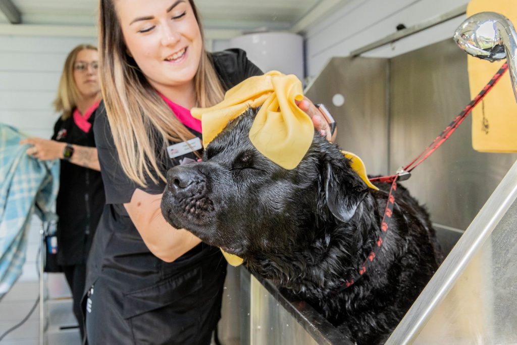 Trusted and experienced dog groomers