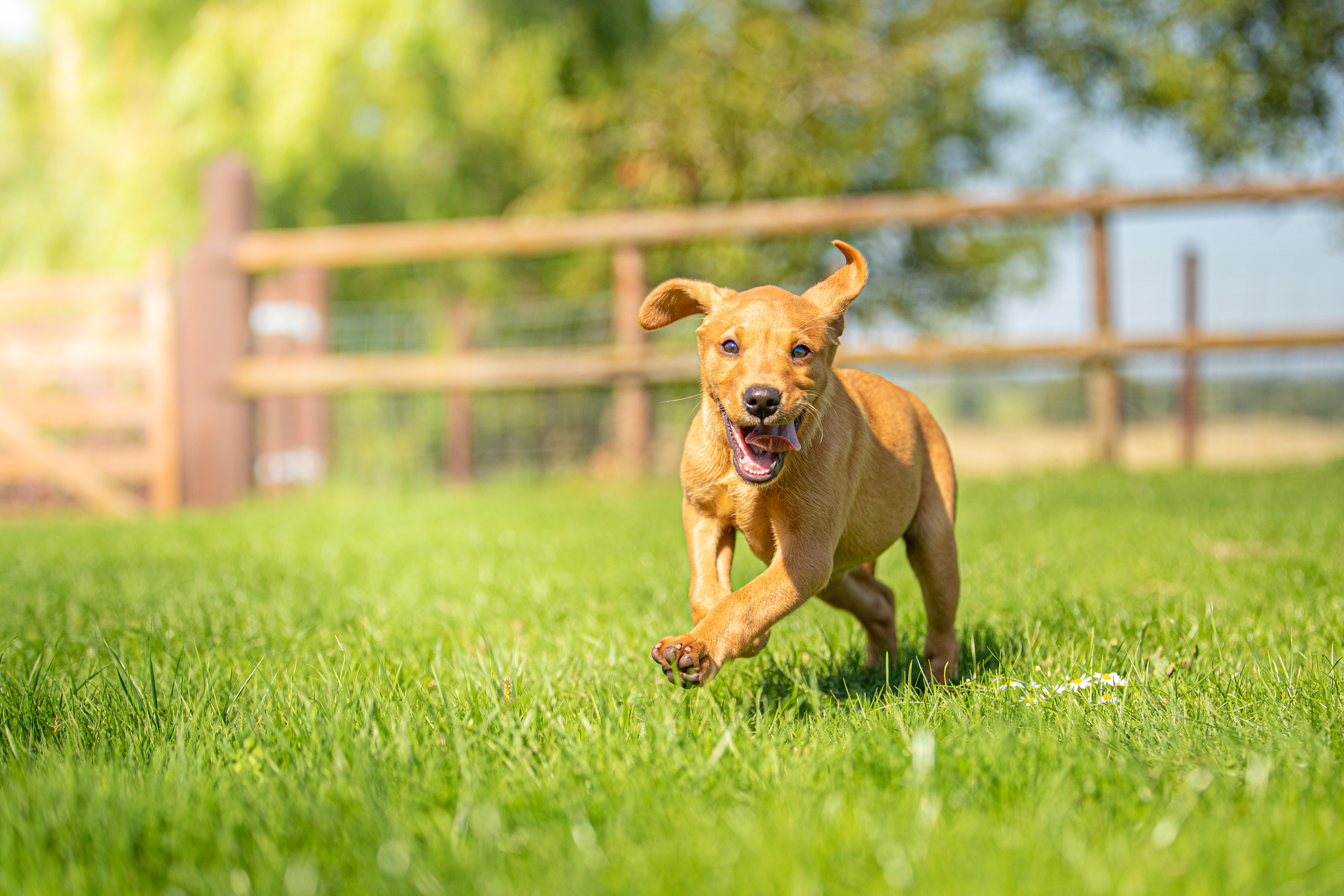 We love carrots! 🥕#naturalpetcare #healthydog #doghealthcare