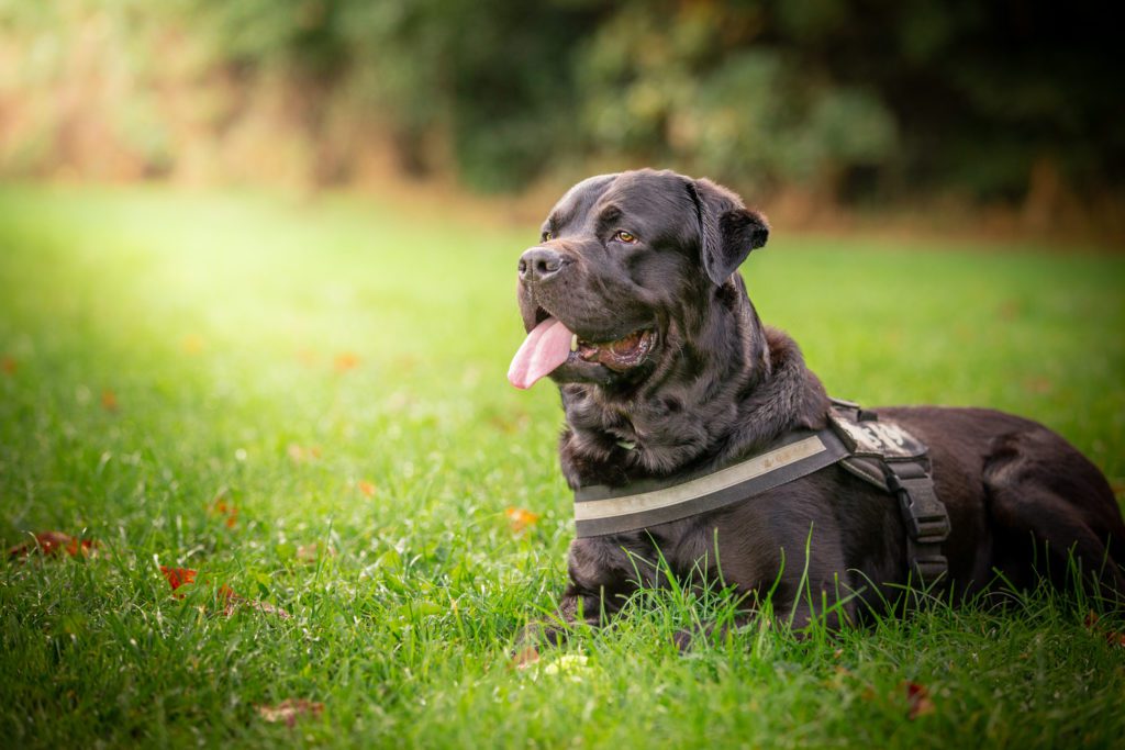 Black lab laying on the grass