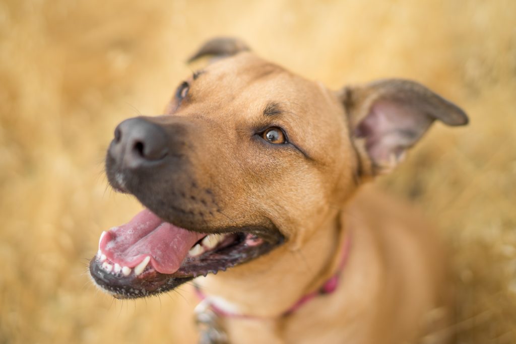 Brown dog