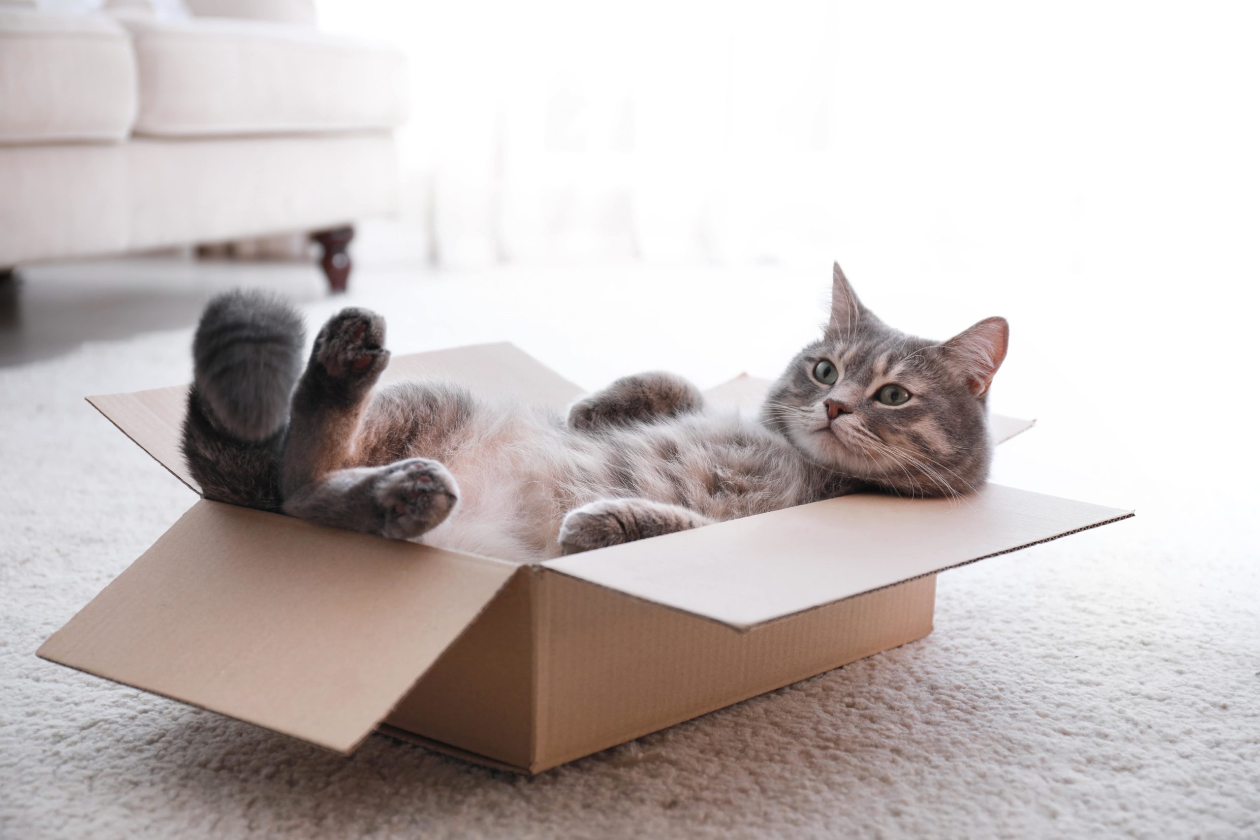Cat In Box Min Scaled 