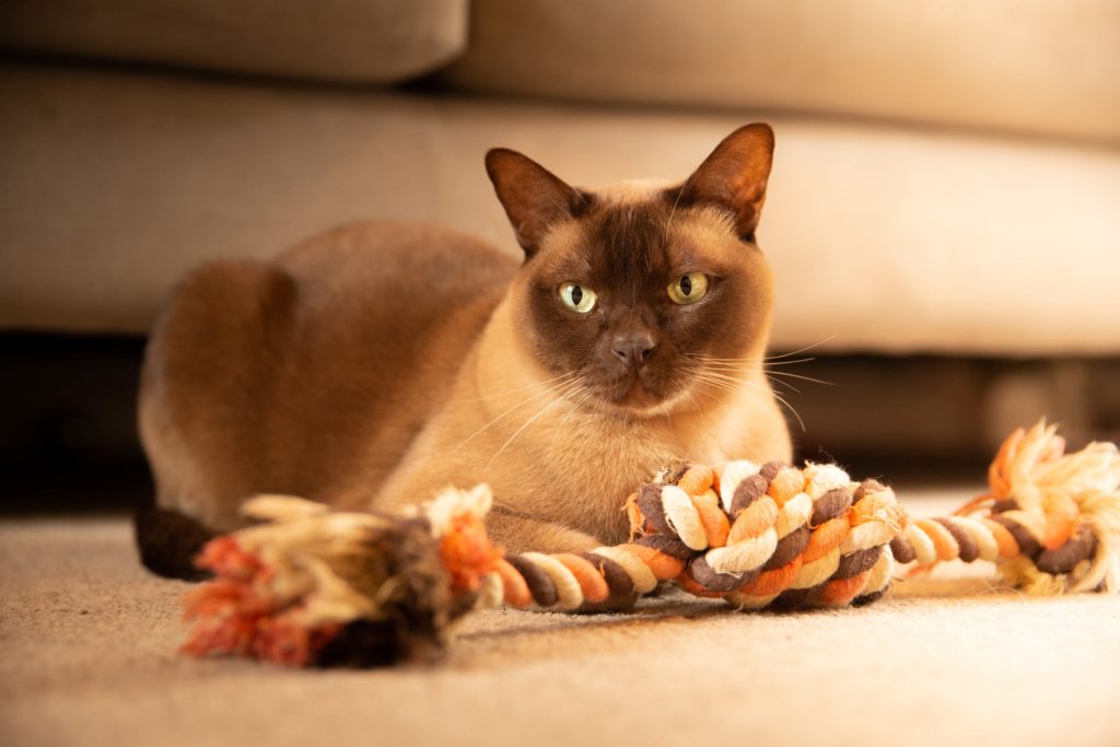 Cat laying with a toy