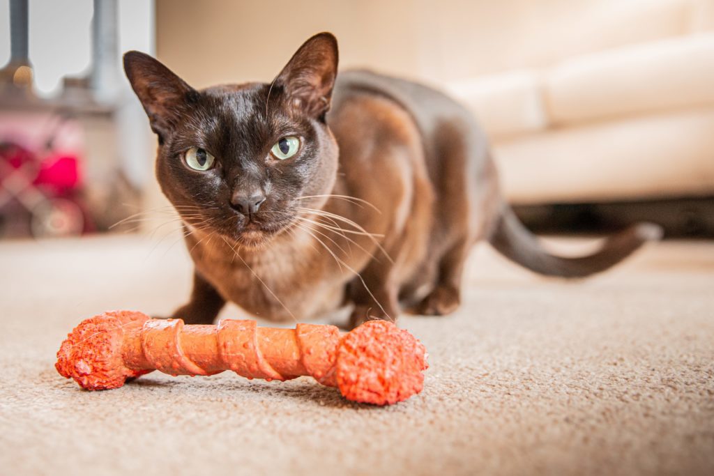 Cat with a treat