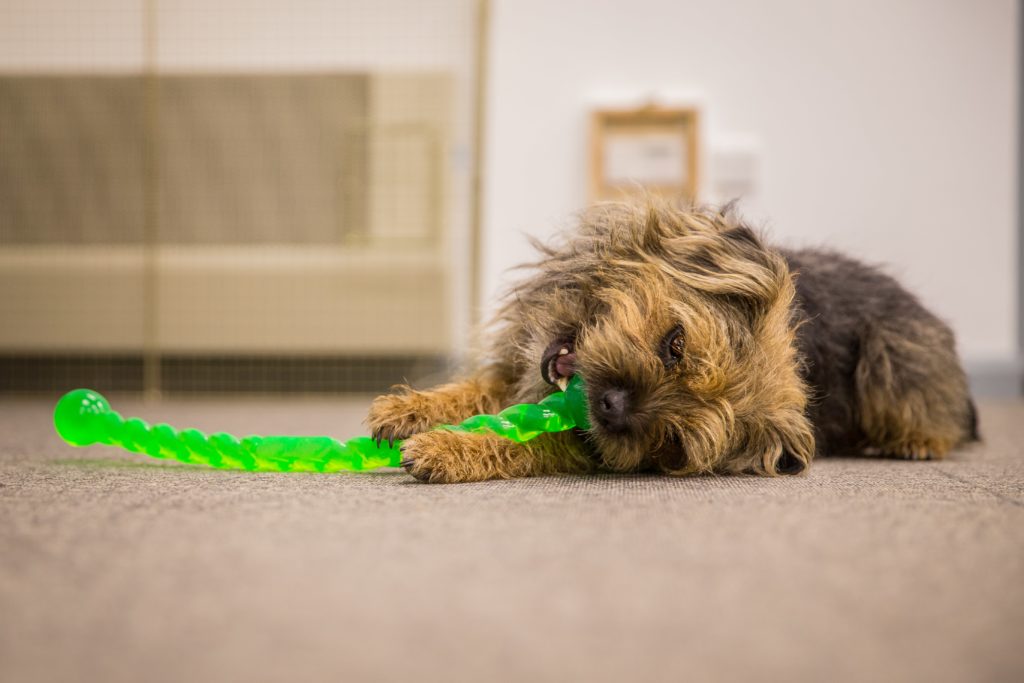 Dog chewing green toy