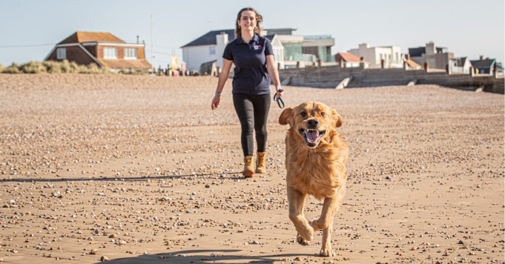 Woman walking a dog on the beach