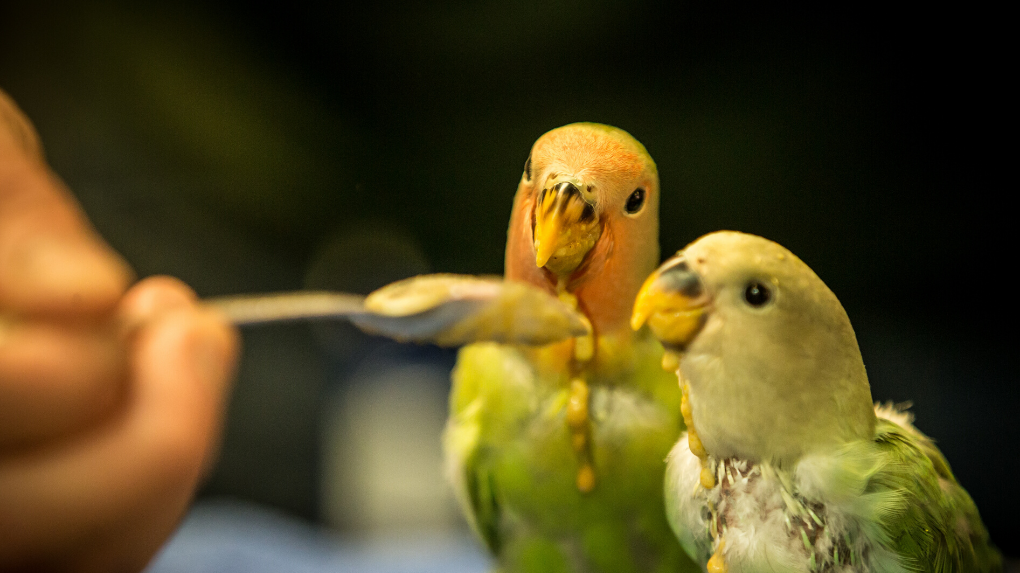 Person feeding young birds