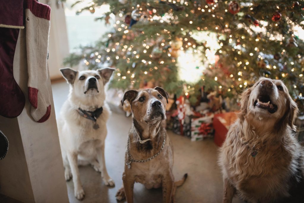 Three dogs sat in front of a Christmas tree