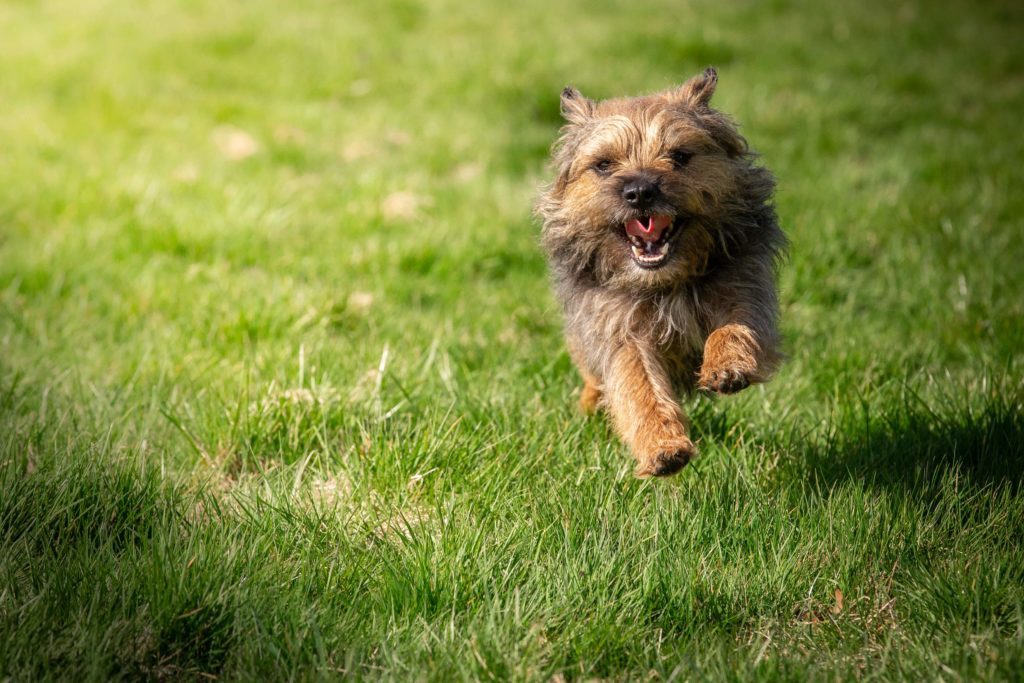 Small dog running