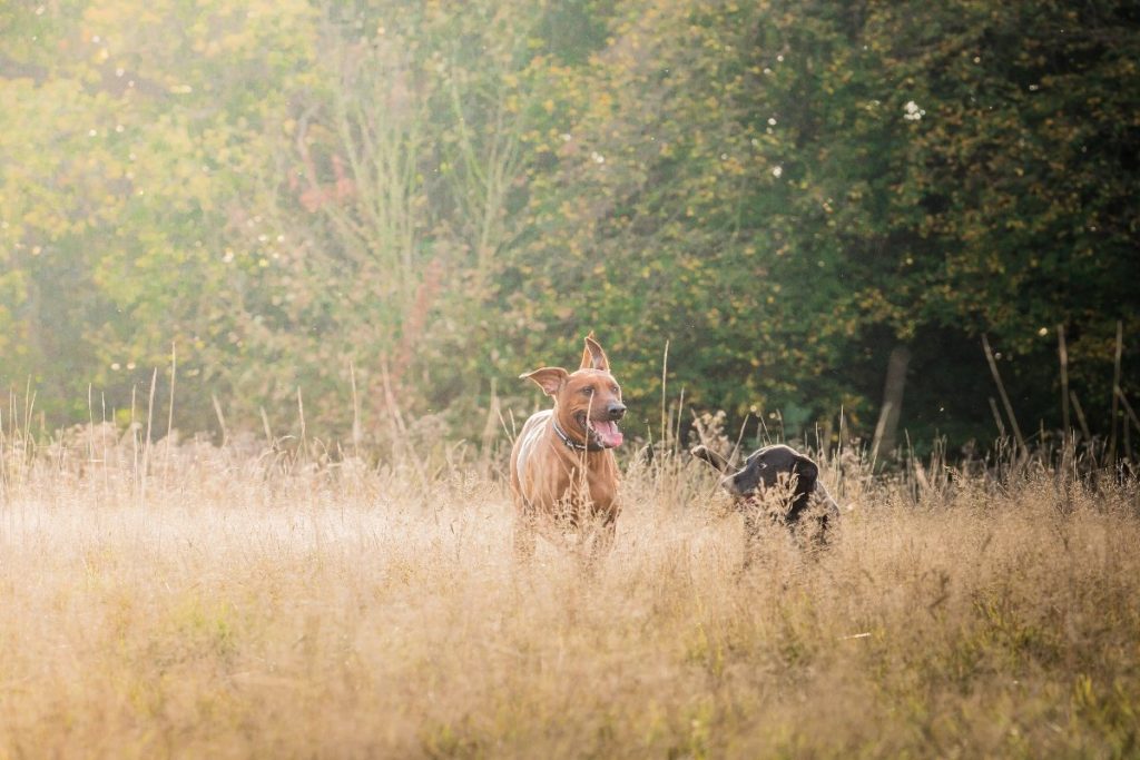 Two dogs walking in a field