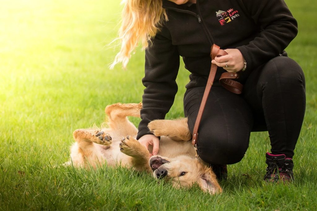 Dog walker petting dog