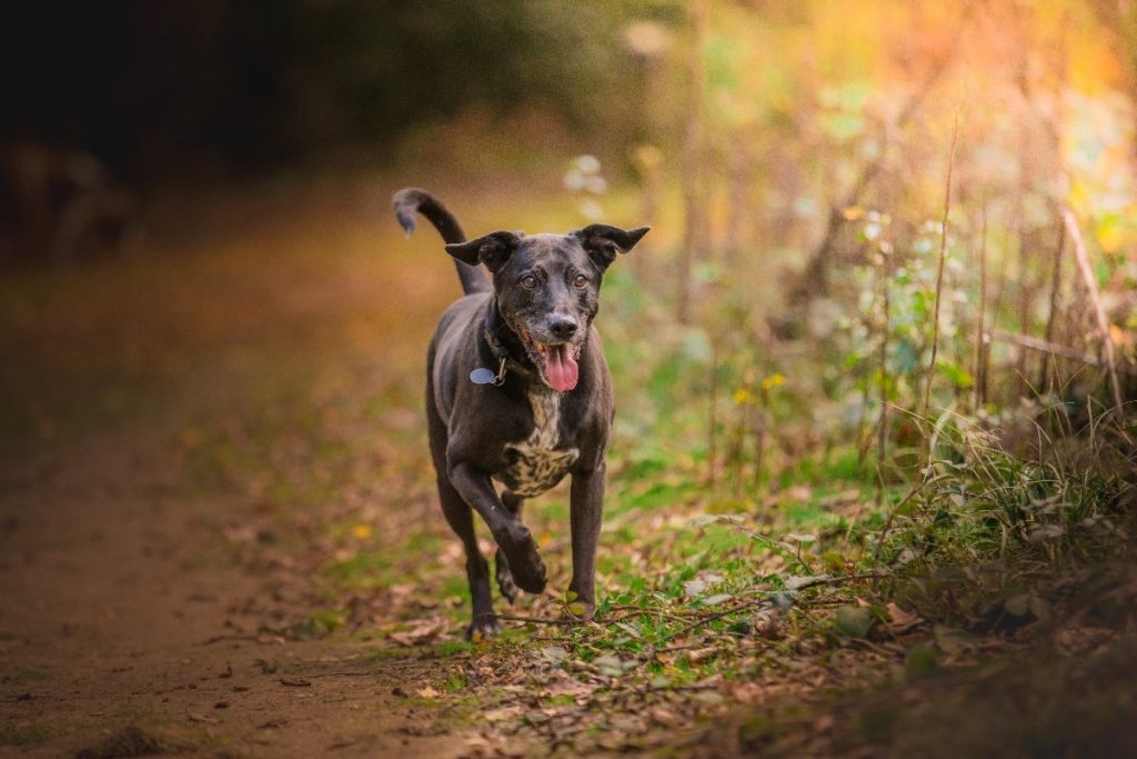 Dog running