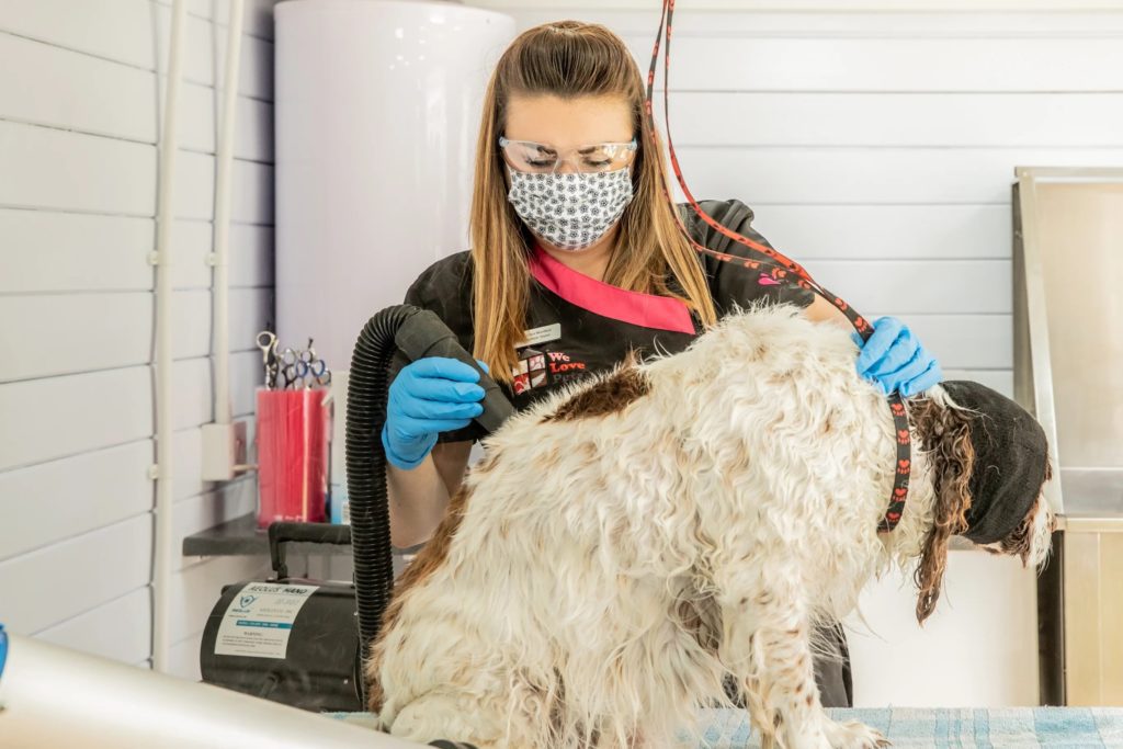 Dog grooming service