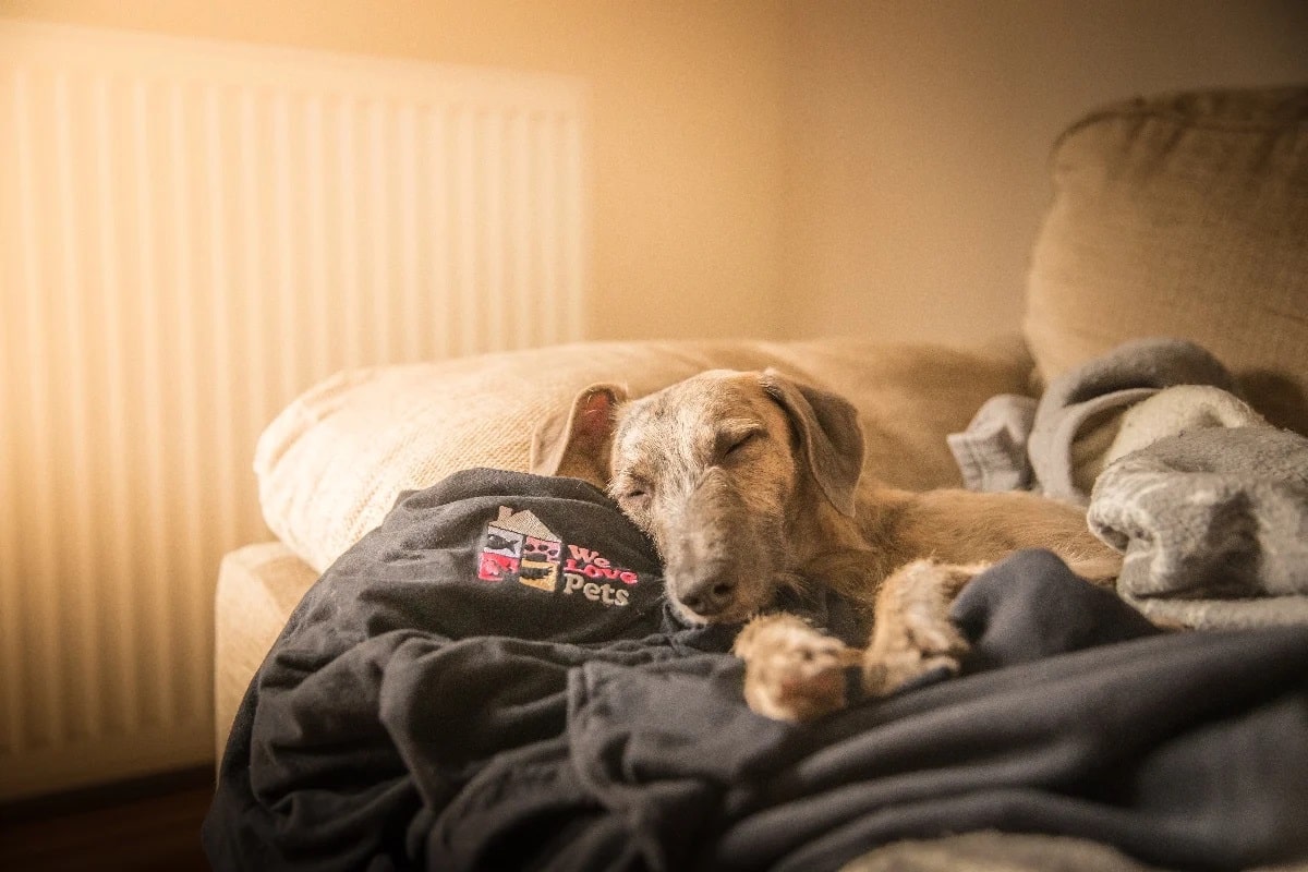 Why do dogs chew furniture?