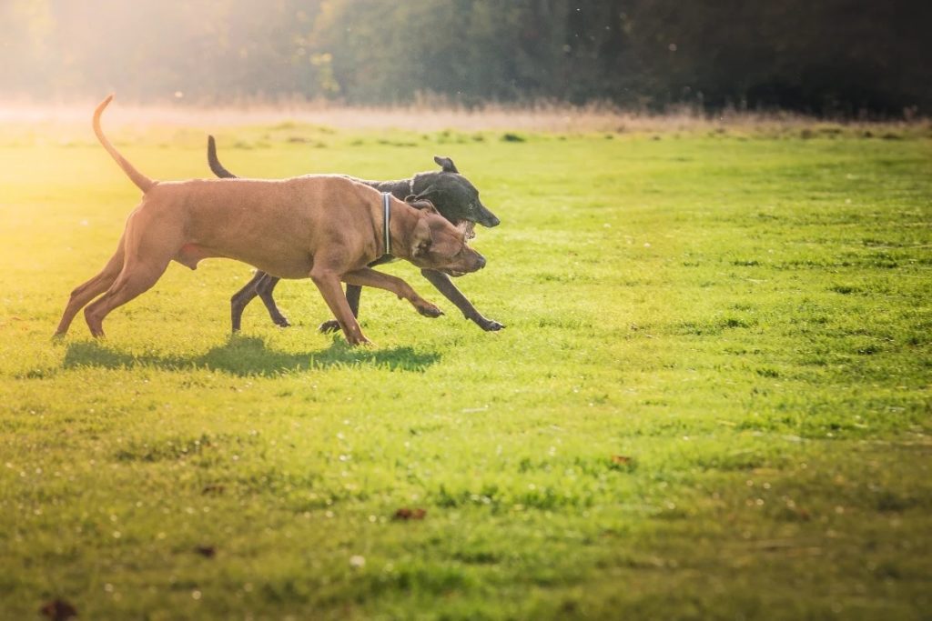 Two dogs playing