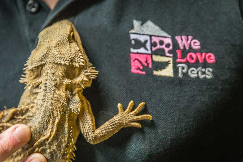 Person holding a bearded dragon reptile