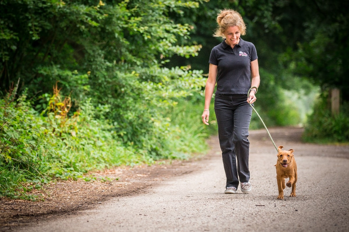 Dog walker walking dog Stroud