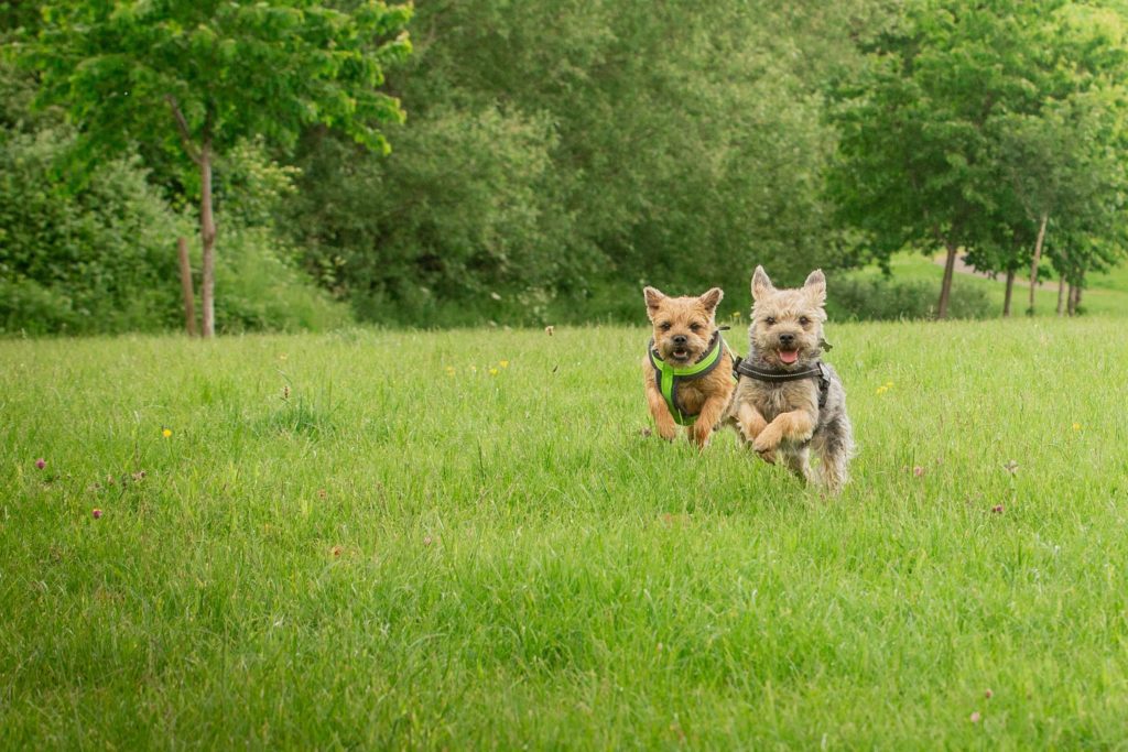 Two small dogs running