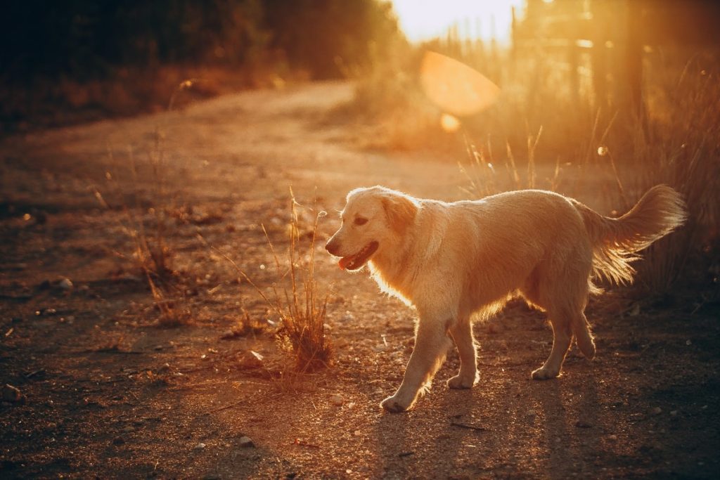 Golden retriever walking during sunset