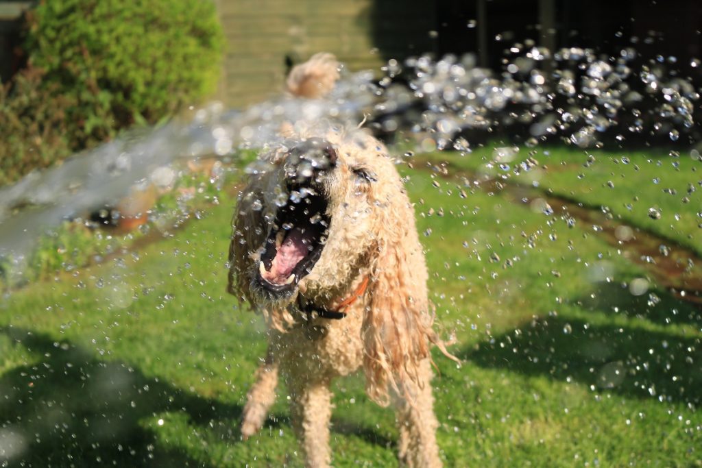 Dog playing with water