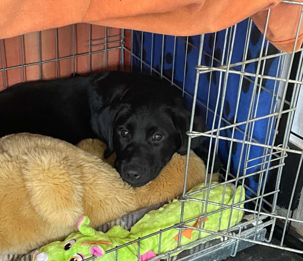 Puppy laying in a crate