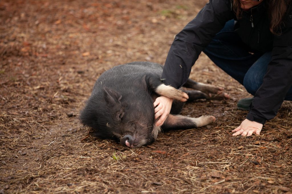 Black pig laying being petted