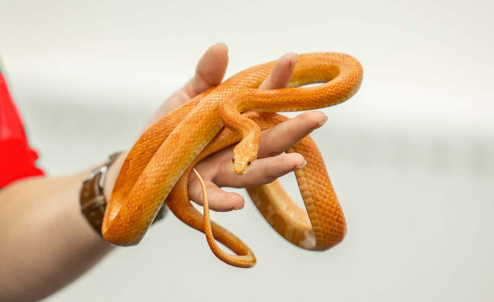 Person holding an orange corn snake