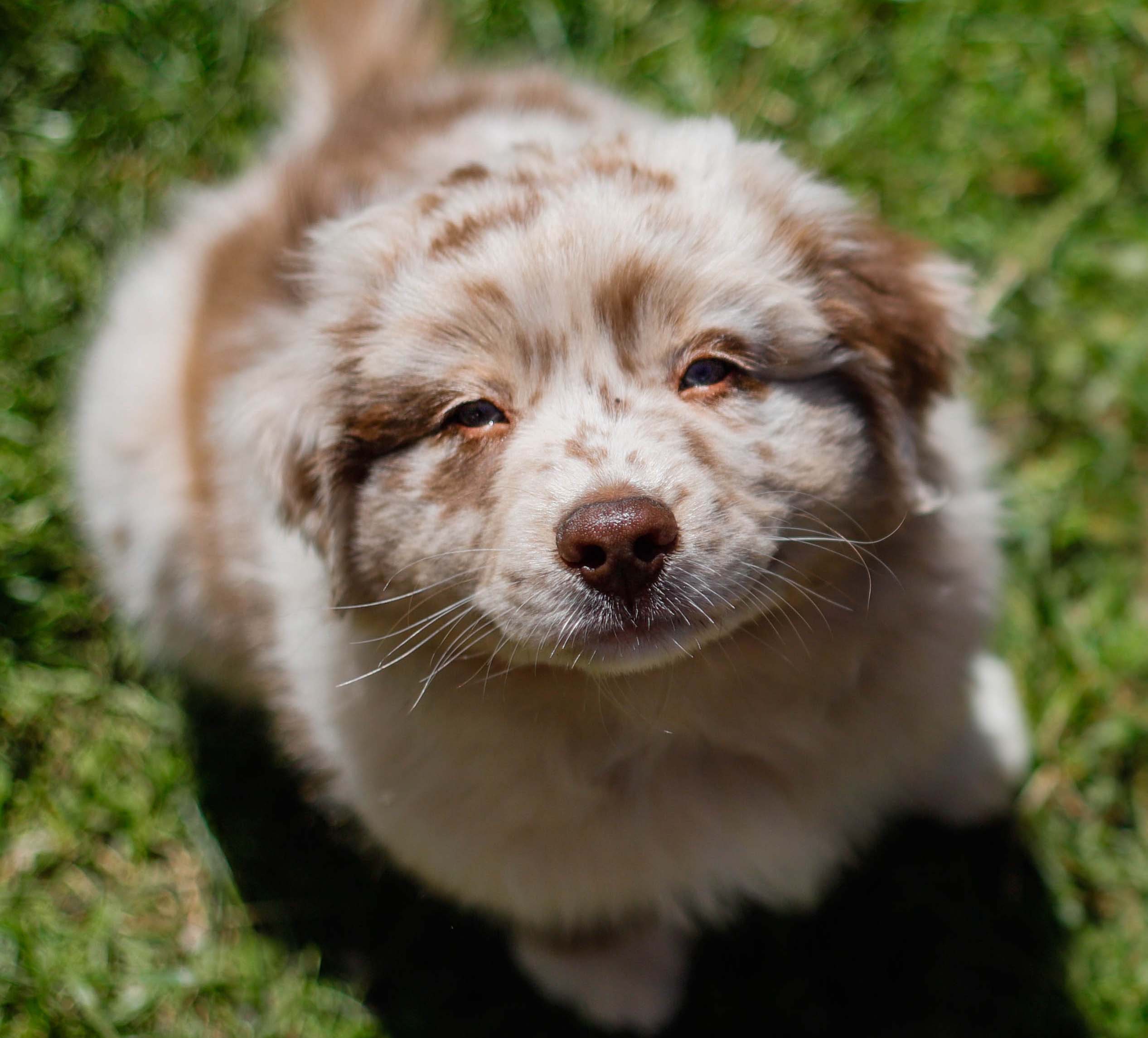 Introducing a new puppy to an existing pet we love pets