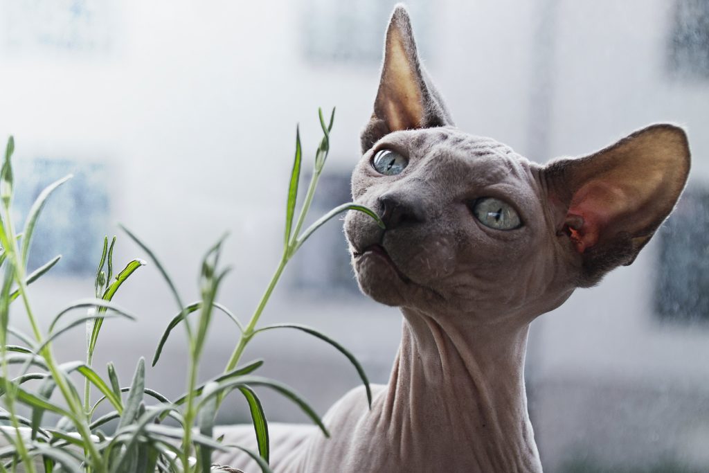 Sphynx cat looking at plants