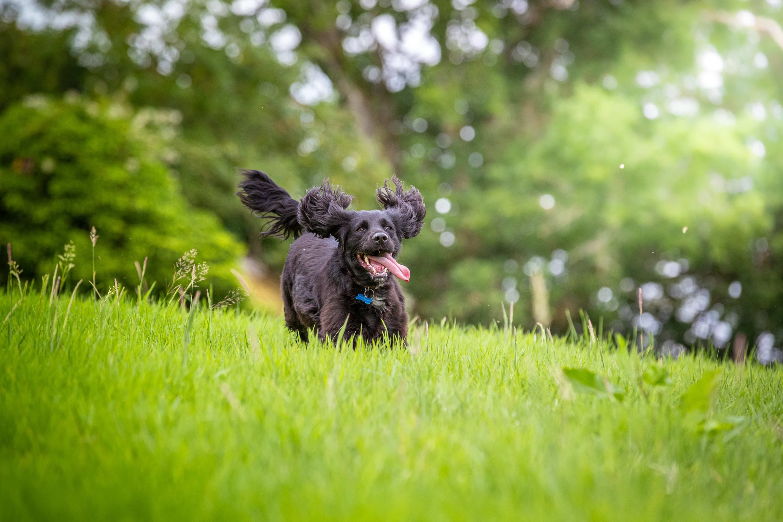 Is Throwing A Ball Good Exercise For Your Dog