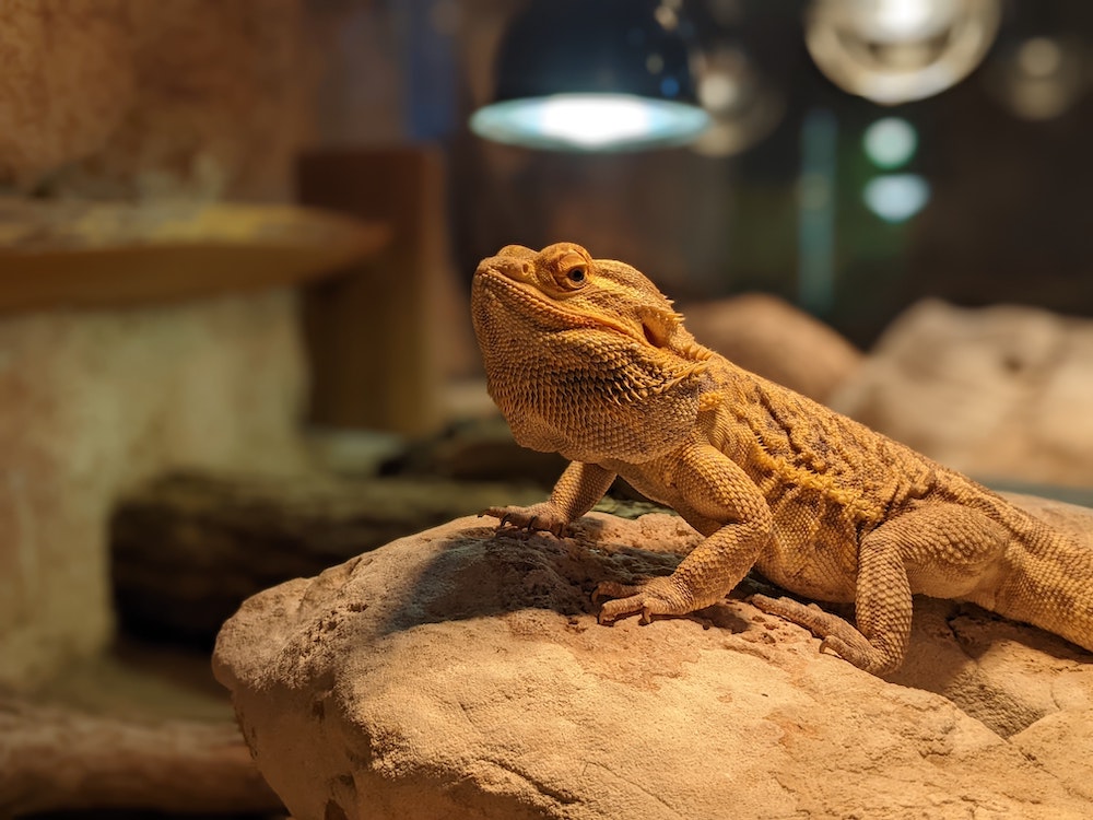 Bearded dragon on rock