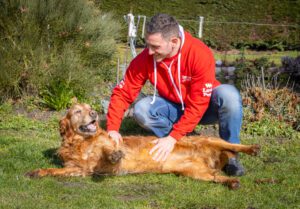 Golden Retriever enjoying the sunshine as part of our guide explaining can dogs get sunburn
