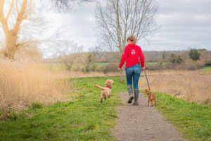 Dog walker walking two dogs along a countryside path during summer, where regular flea and tick checks are important after walks.