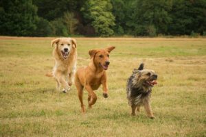 three happy dogs running around a field off the lead celebrating international dog day