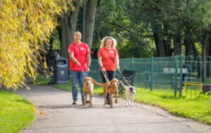 professional dog walker walking three dogs in a park