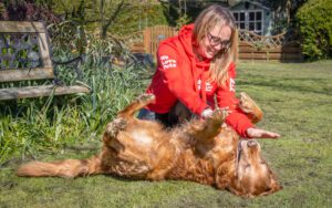 We Love Pets dog walker playing with a golden retriever on the grass during dog moulting season