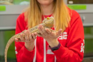 We Love Pets pet sitter gently holding a bearded dragon, showing safe and confident reptile care