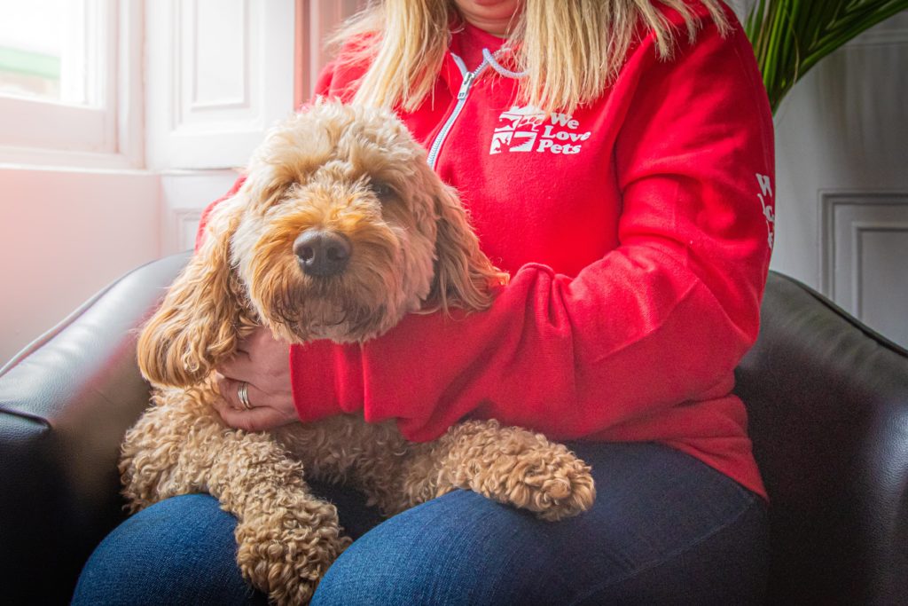 Dog walker sitting with a dog laying in her lap